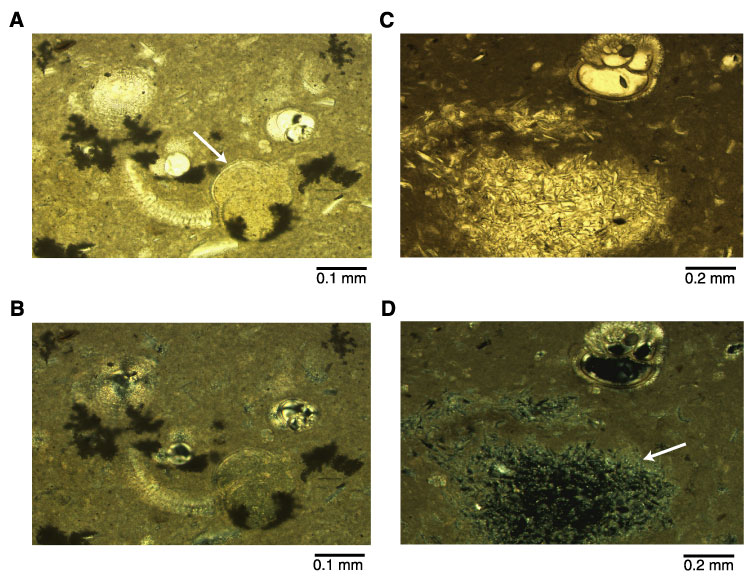 Figure F41. Photomicrographs from sediment containing diagenetic 