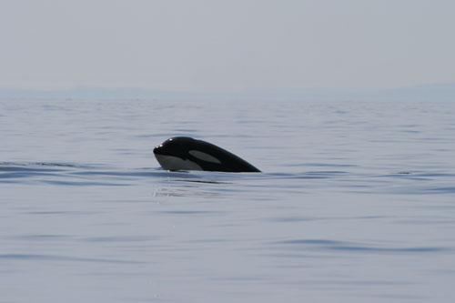 exp323_011